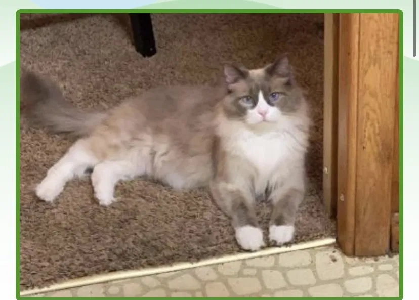 Lost cat in Eden Prairie, MN, 55346