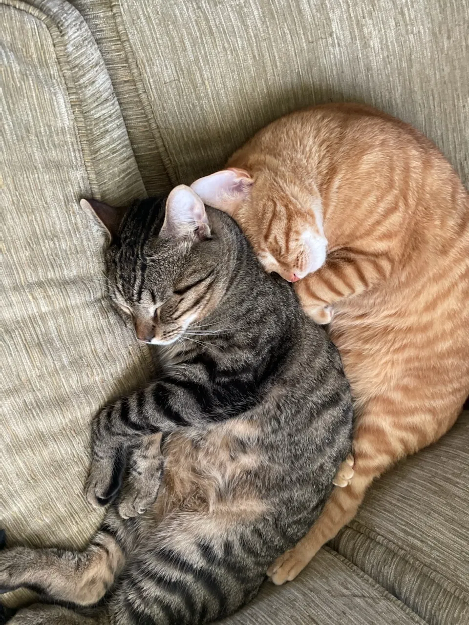 Lost cat in New Milford, CT, 6776