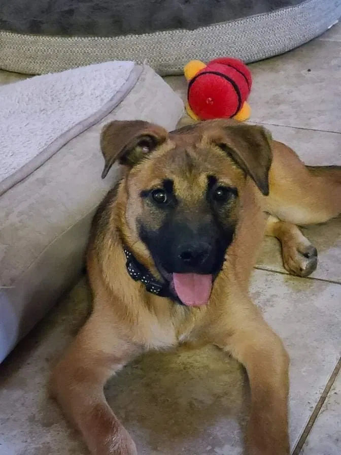 Lost dog in Las Vegas, NV, 89108