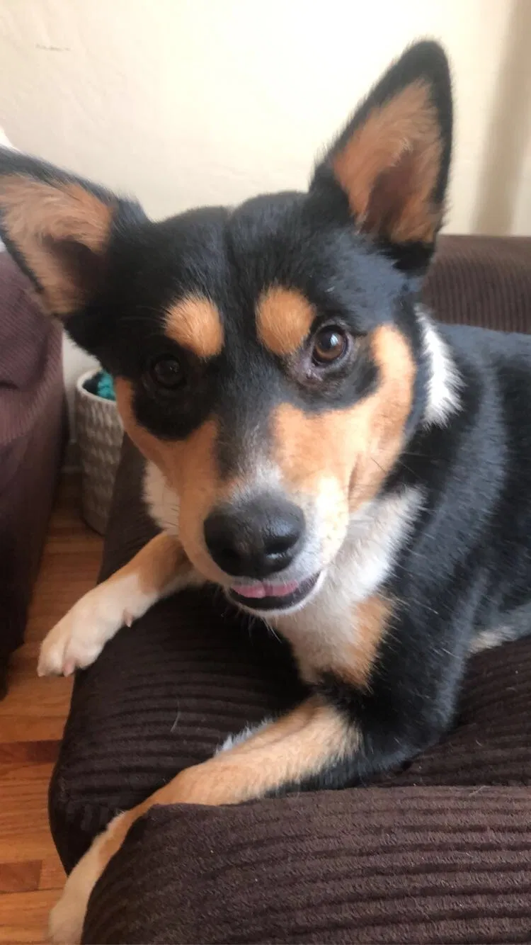 Lost dog in Albuquerque, NM, 87106