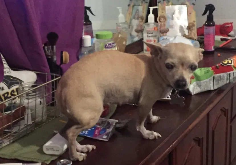 Lost dog in Albuquerque, NM, 87105