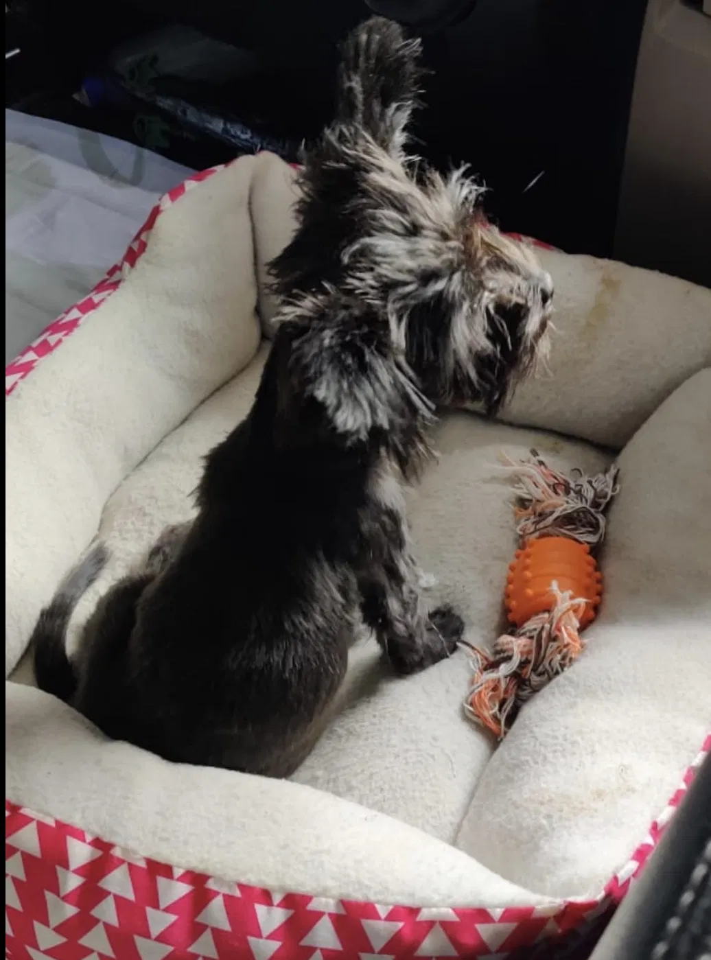 Lost dog in Austin, TX, 78754