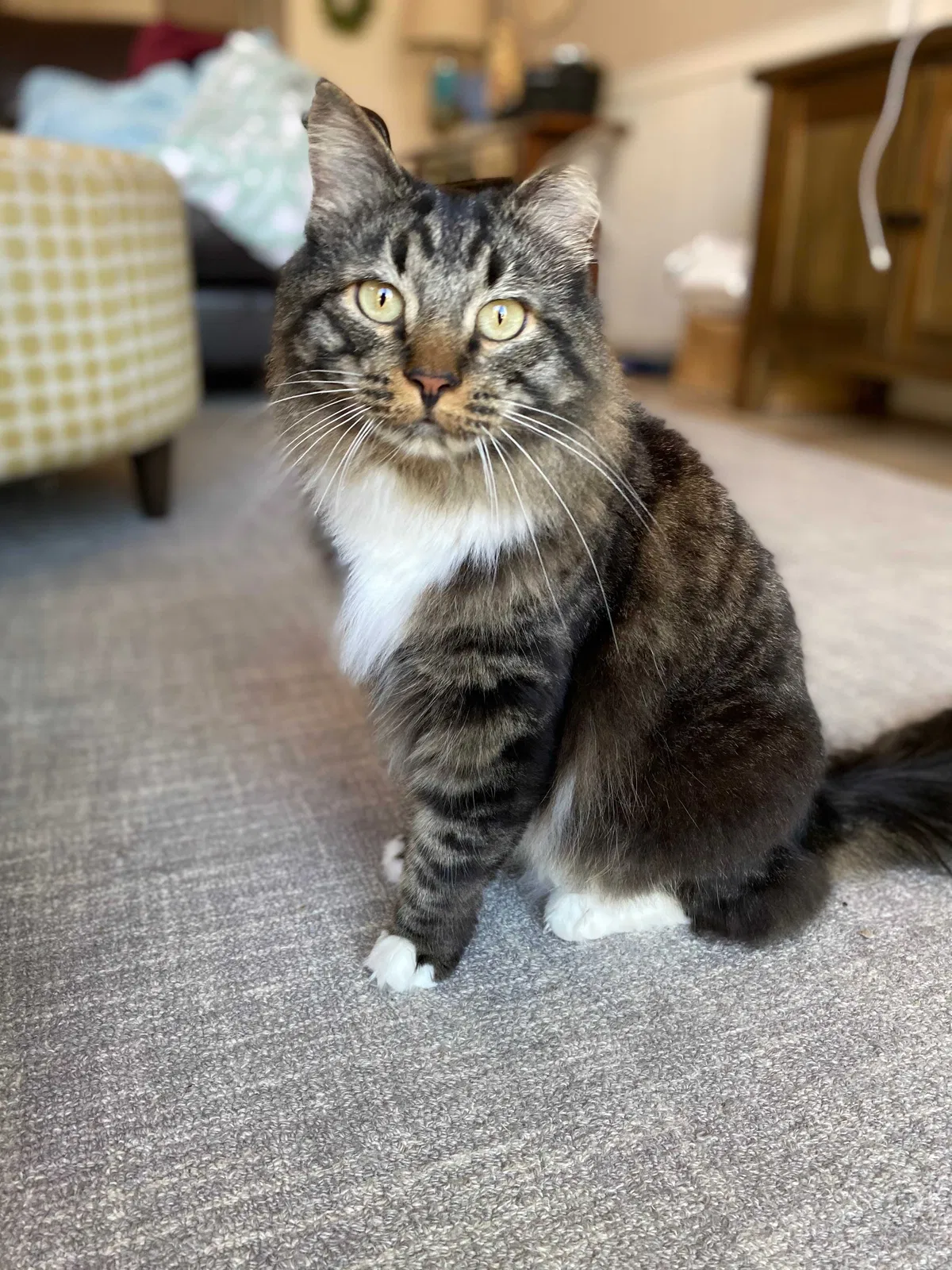 Lost cat in Phoenix, AZ, 85016