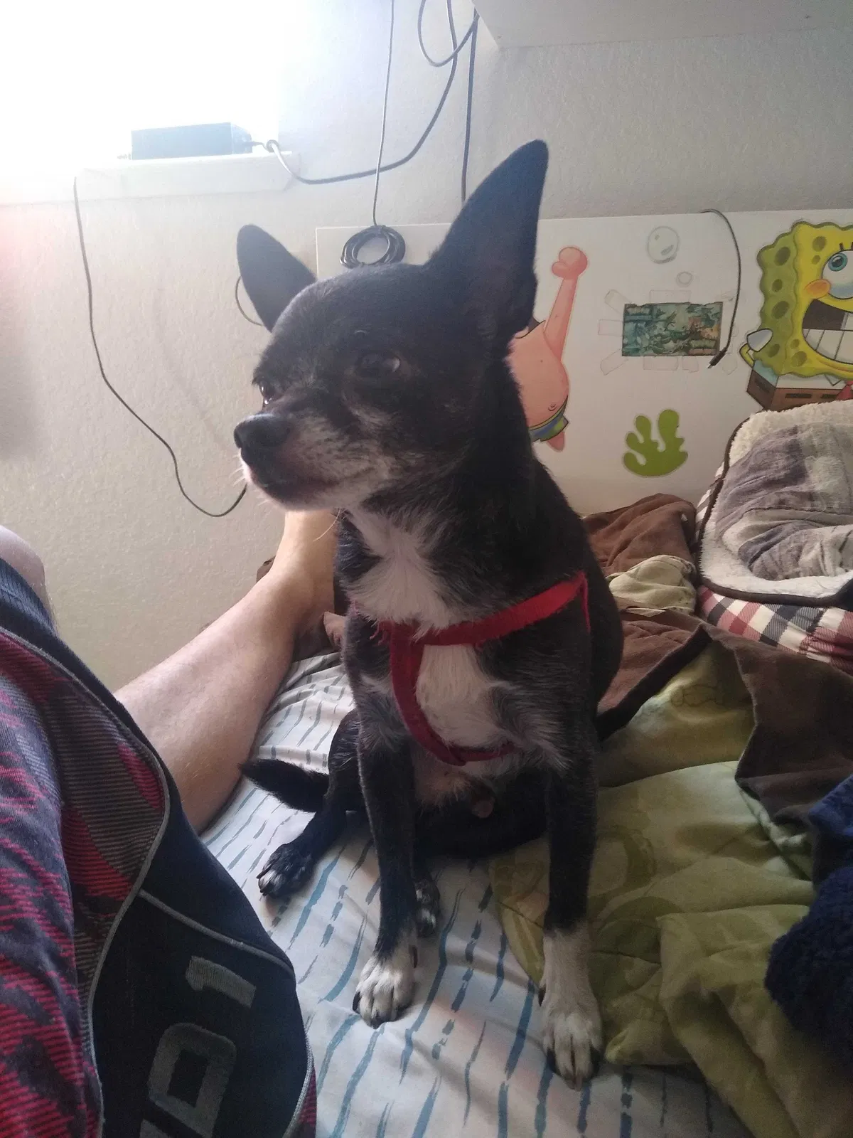 Lost dog in Sacramento, CA, 95833
