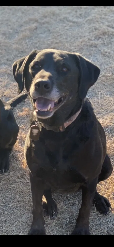 Lost dog in Colorado Springs, CO, 80911
