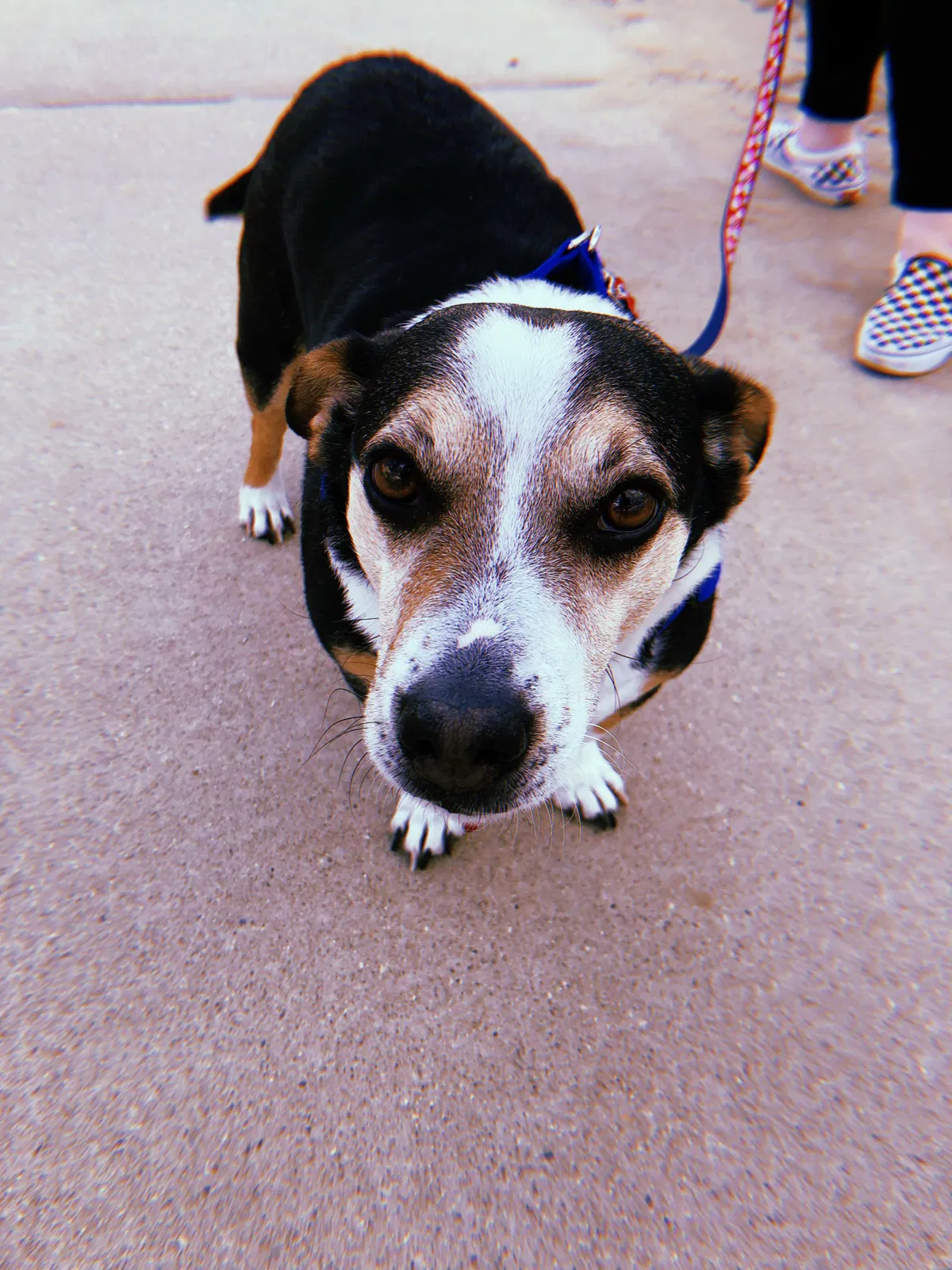 Lost dog in Louisville, KY, 40220