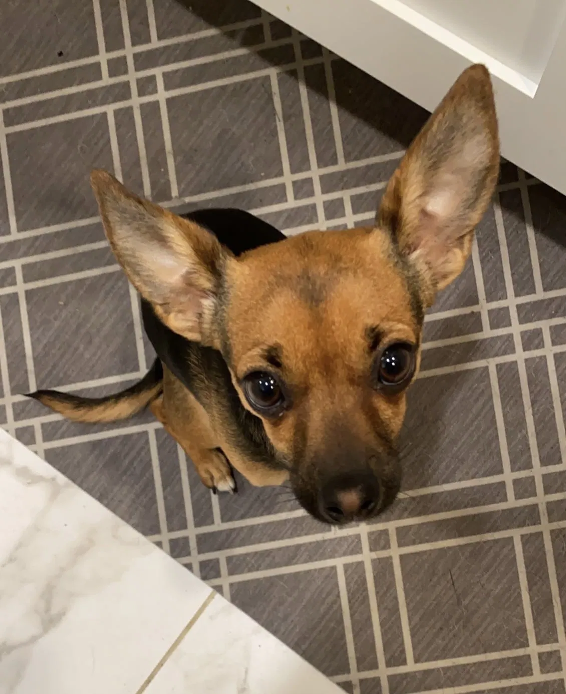 Lost dog in Albuquerque, NM, 87111