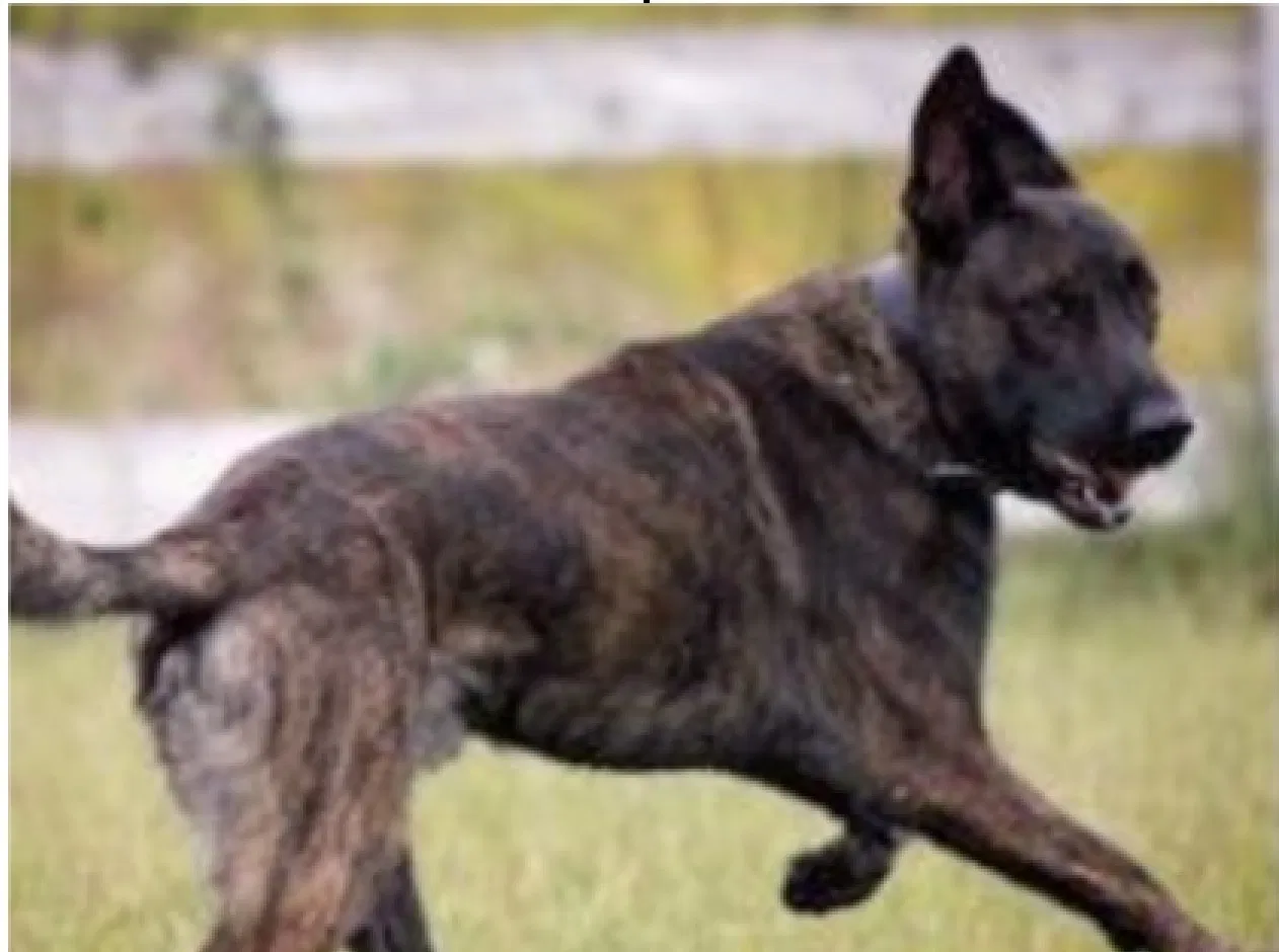 Lost dog in Puyallup, WA, 98372