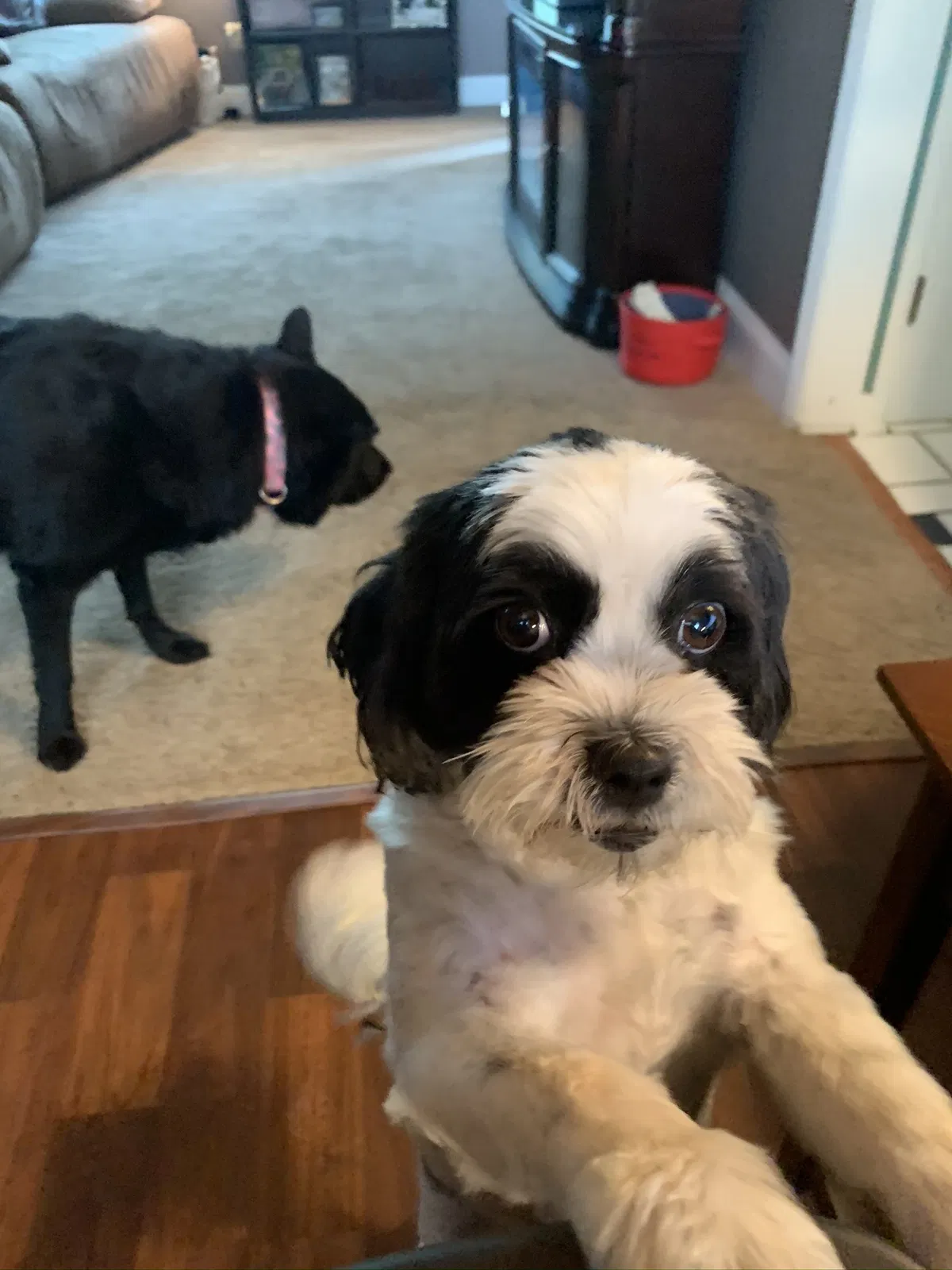 Lost dog in Cincinnati, OH, 45239