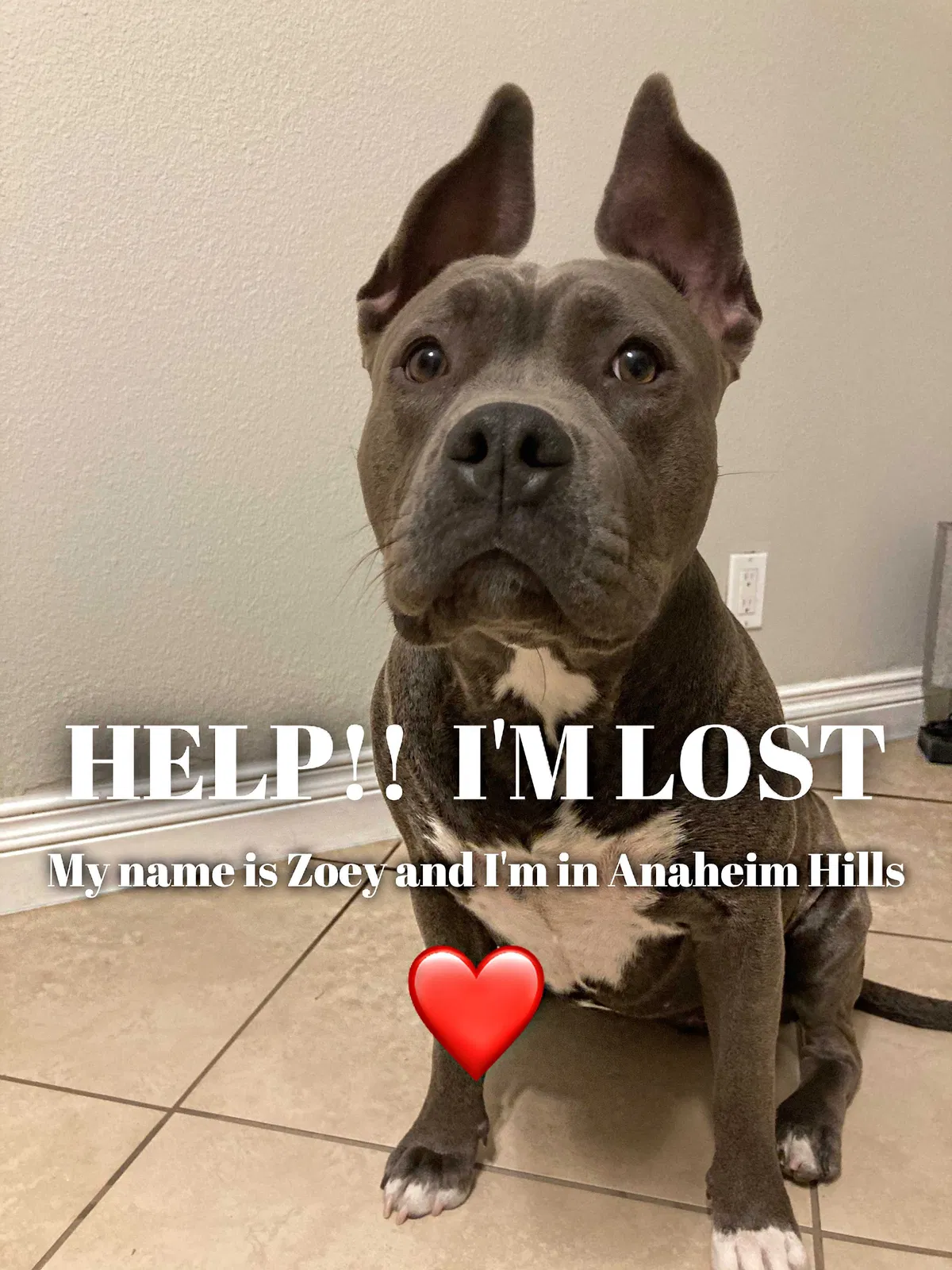 Lost dog in Anaheim, CA, 92807