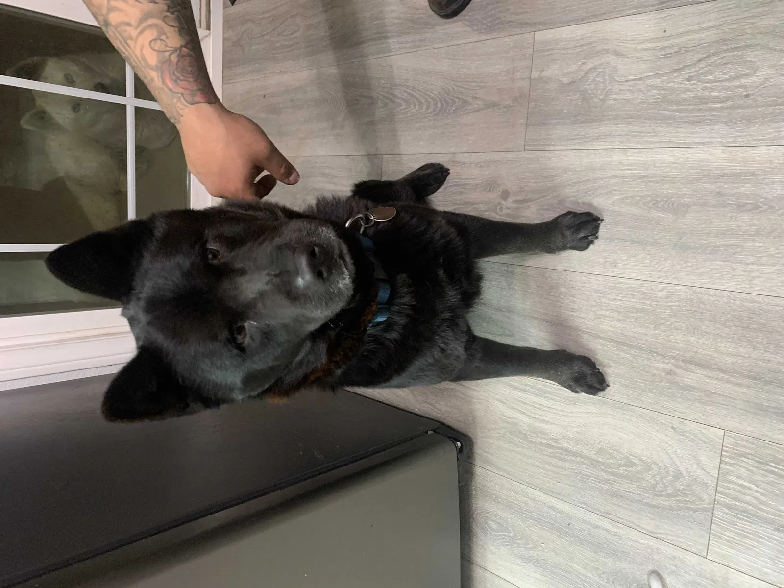 Lost dog in Bakersfield, CA, 93304