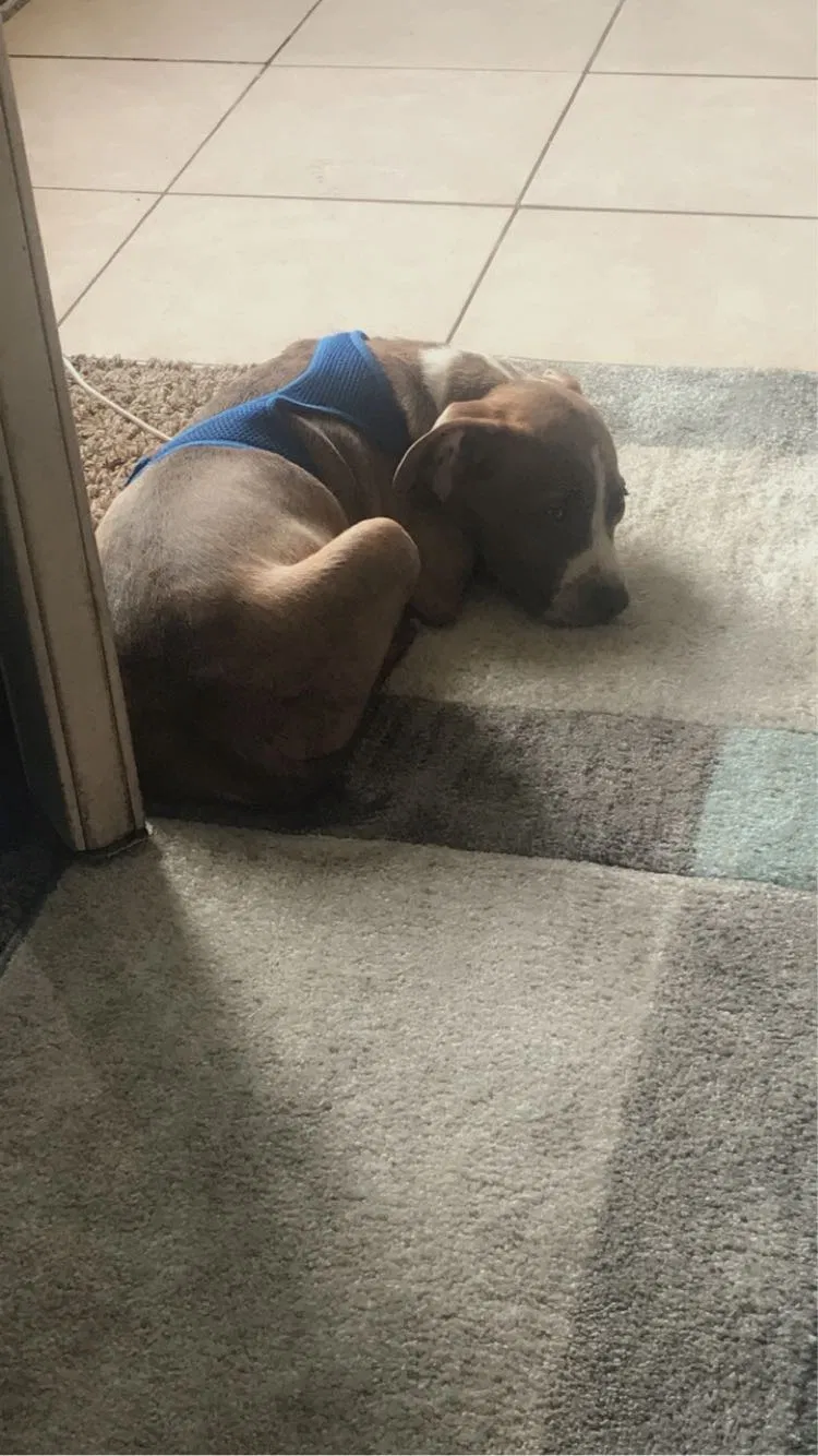 Lost dog in Chattanooga, TN, 37407