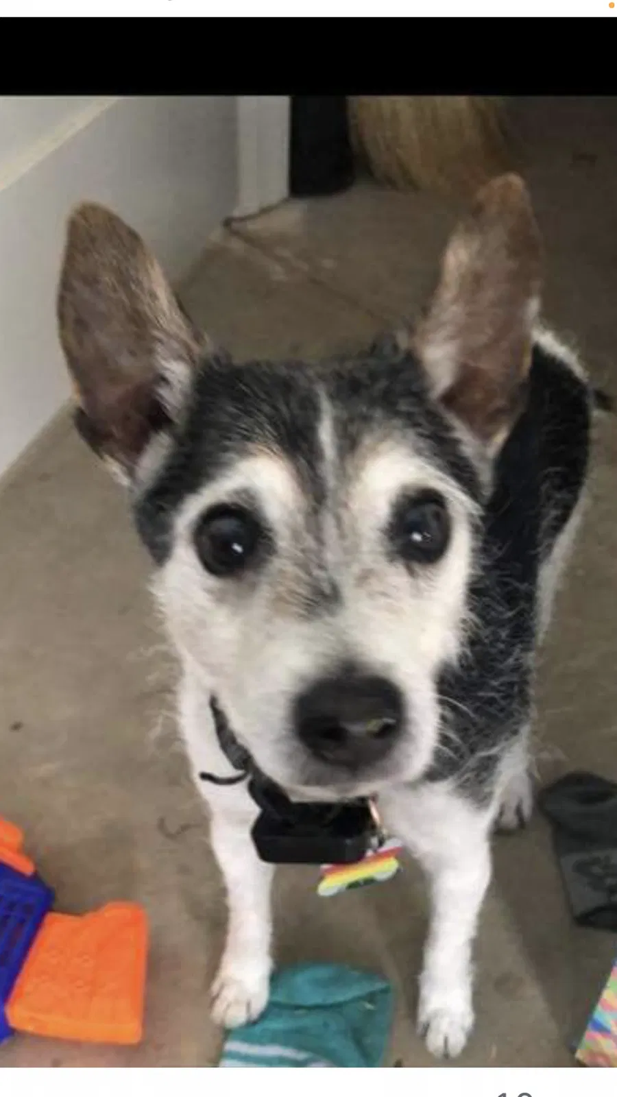 Lost dog in Lubbock, TX, 79423