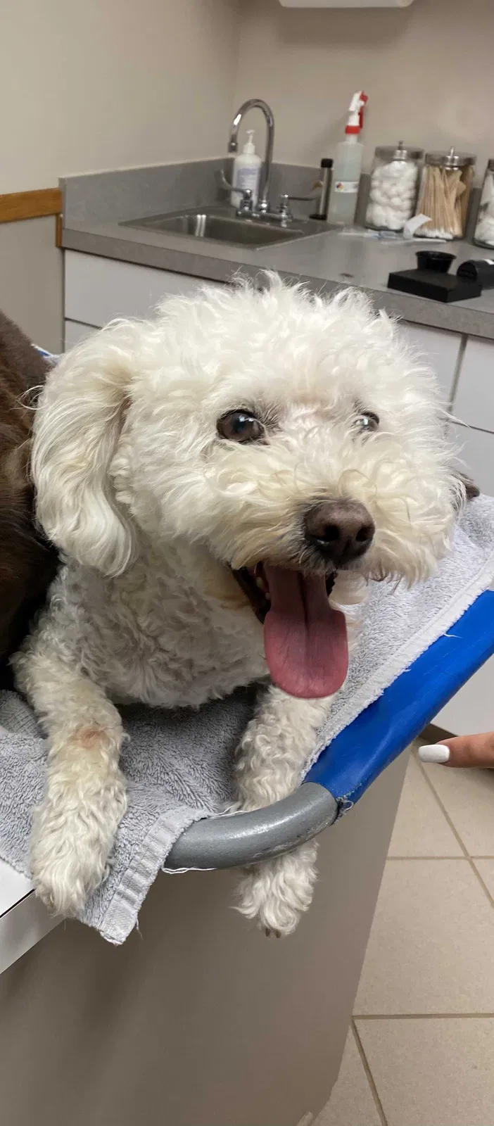 Lost dog in Dayton, OH, 45458