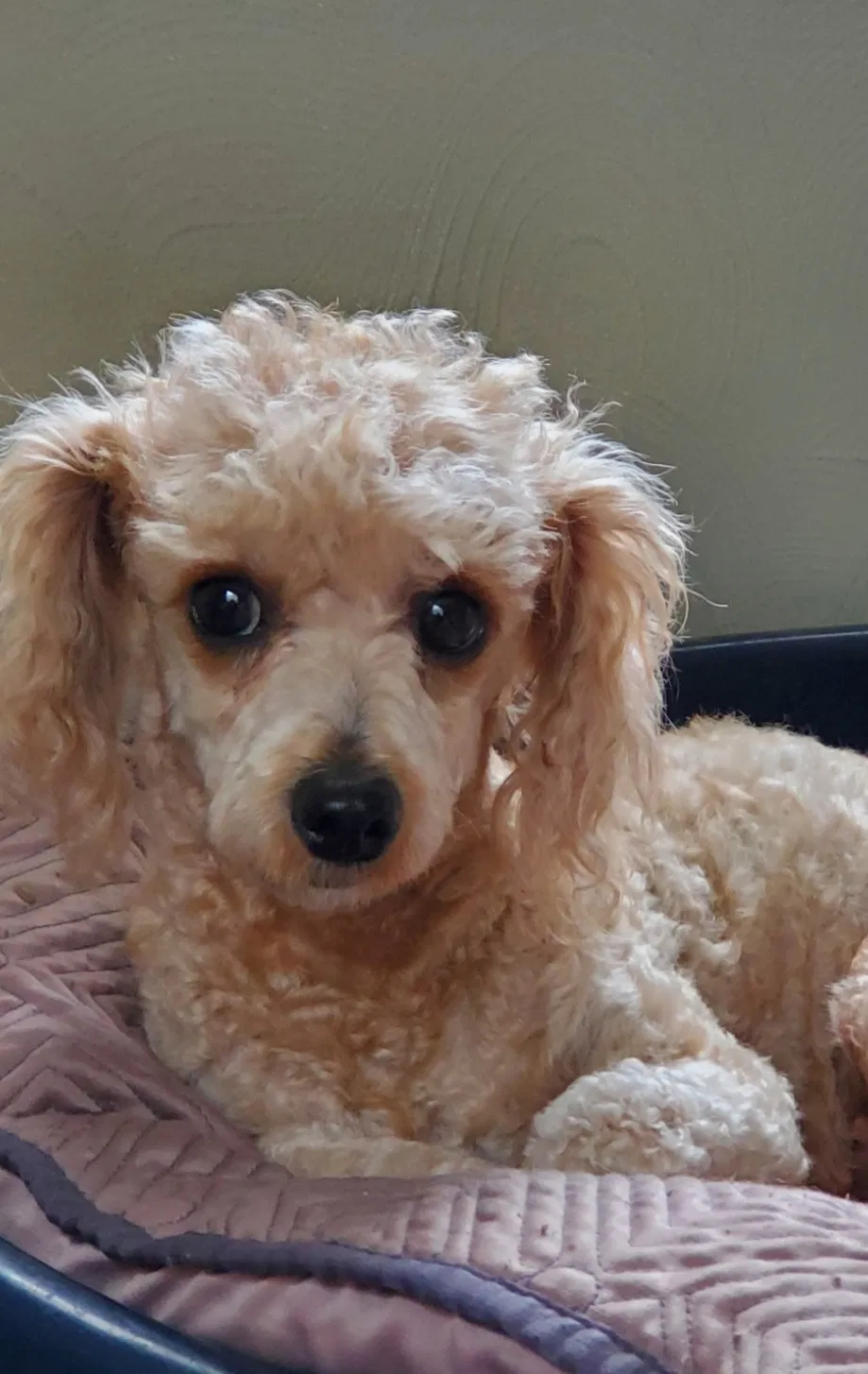 Lost dog in Tampa, FL, 33612