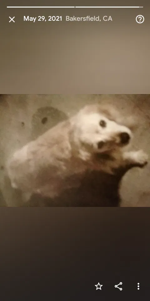 Lost dog in Bakersfield, CA, 93304