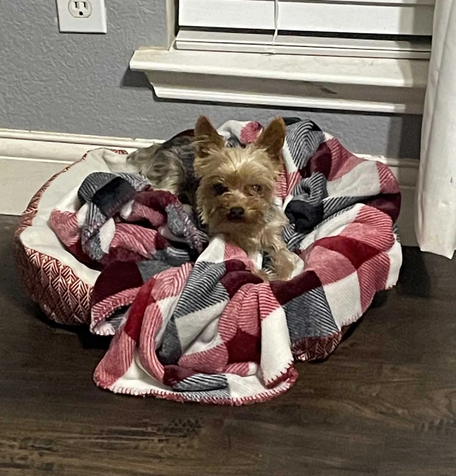 Lost dog in Terrell, TX, 75160