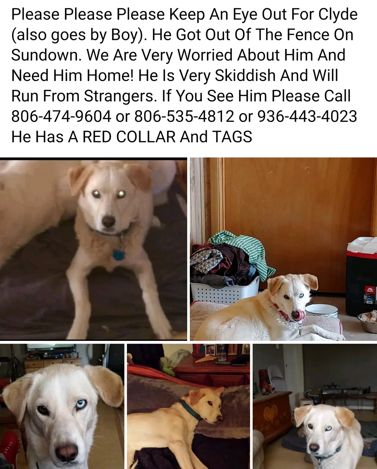Lost dog in Sundown, TX, 79372