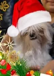 Lost dog in Mcallen, TX, 78504