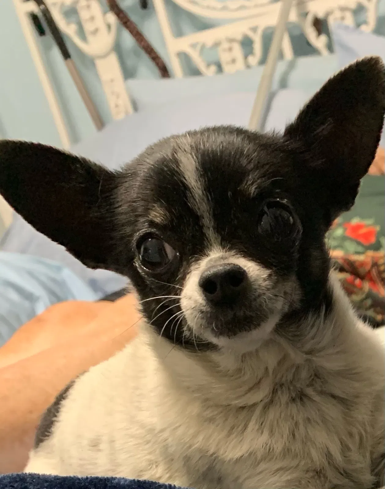Lost dog in Bakersfield, CA, 93304