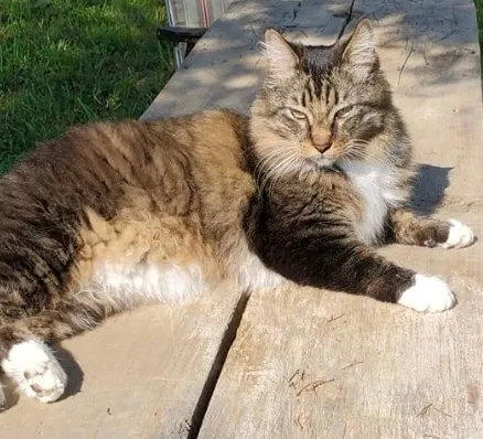 Lost cat in Jacksboro, TN, 37757