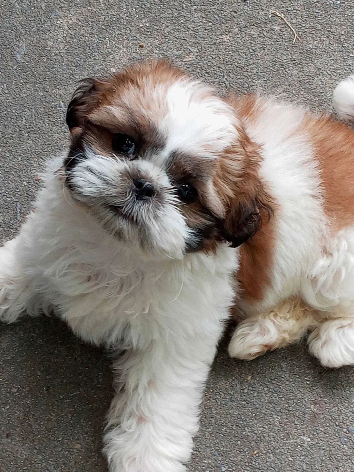 Lost dog in Riverdale, GA, 30296
