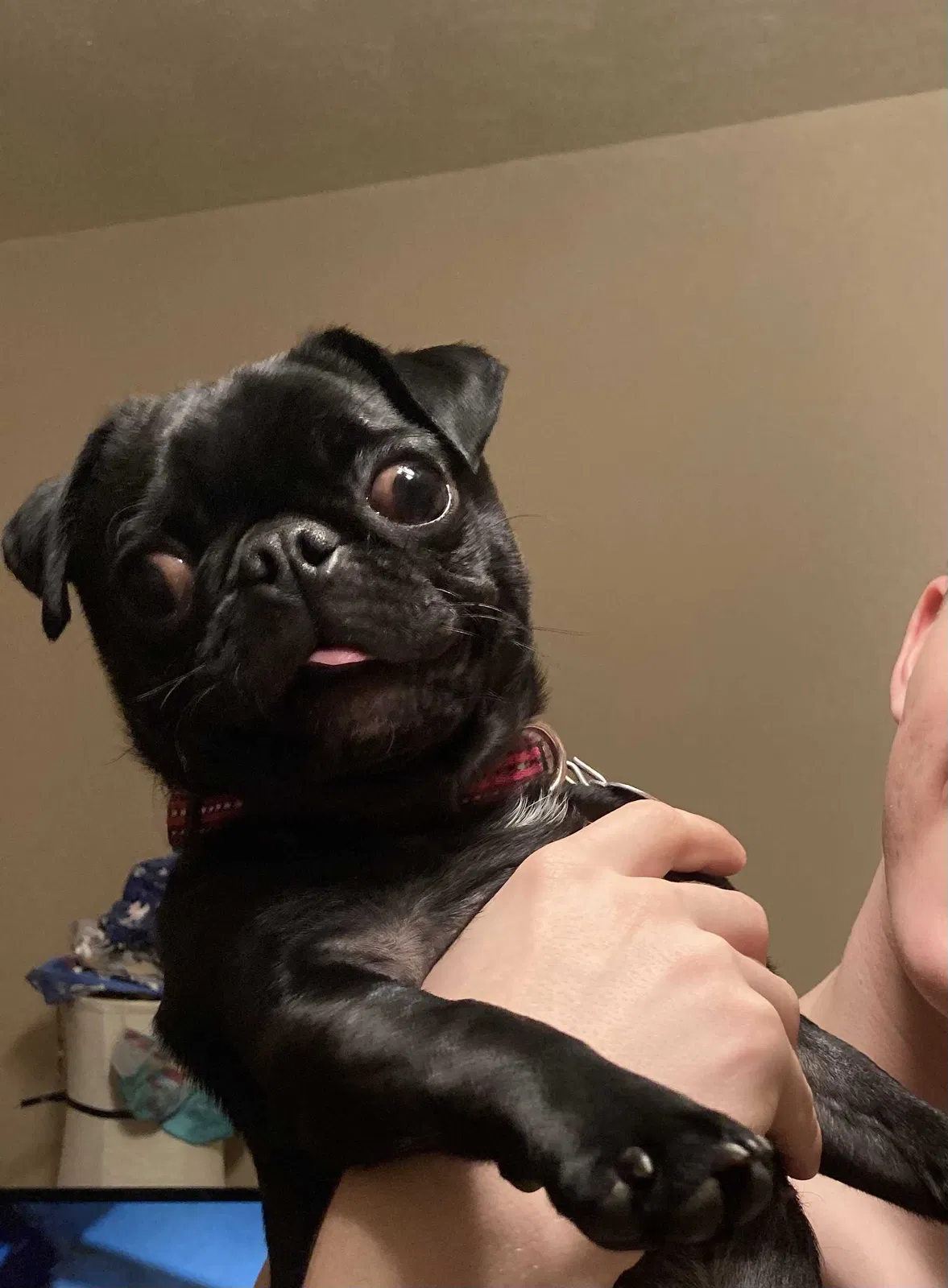 Lost dog in Abilene, TX, 79602