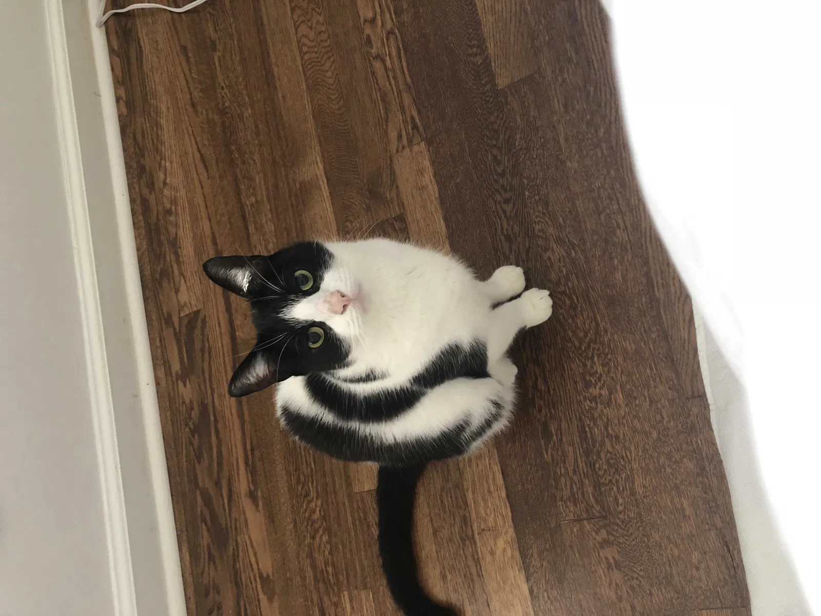 Lost cat in Decatur, GA, 30033