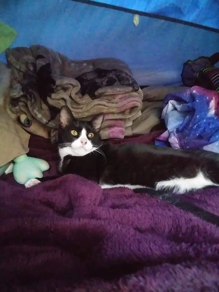 Lost cat in Atlanta, GA, 30345