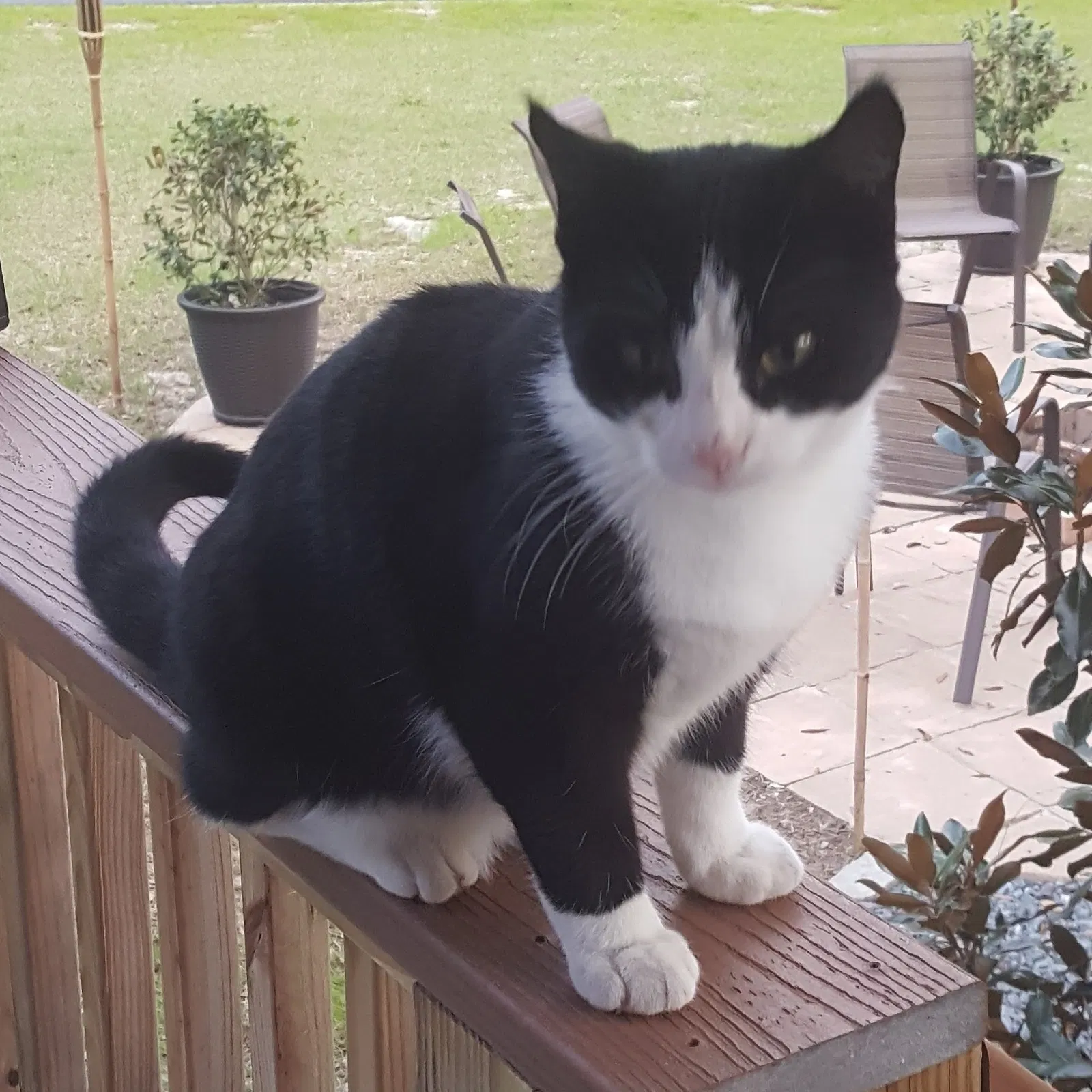 Lost cat in Cedar Rapids, IA, 52404