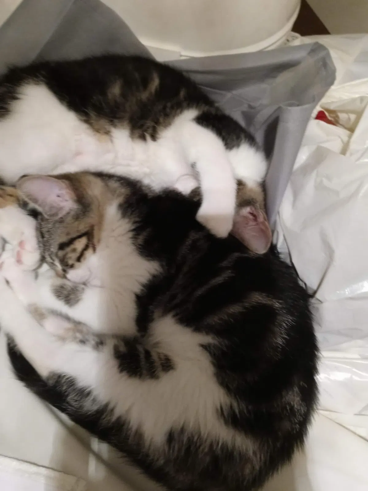 Lost cat in Lawrenceburg, KY, 40342