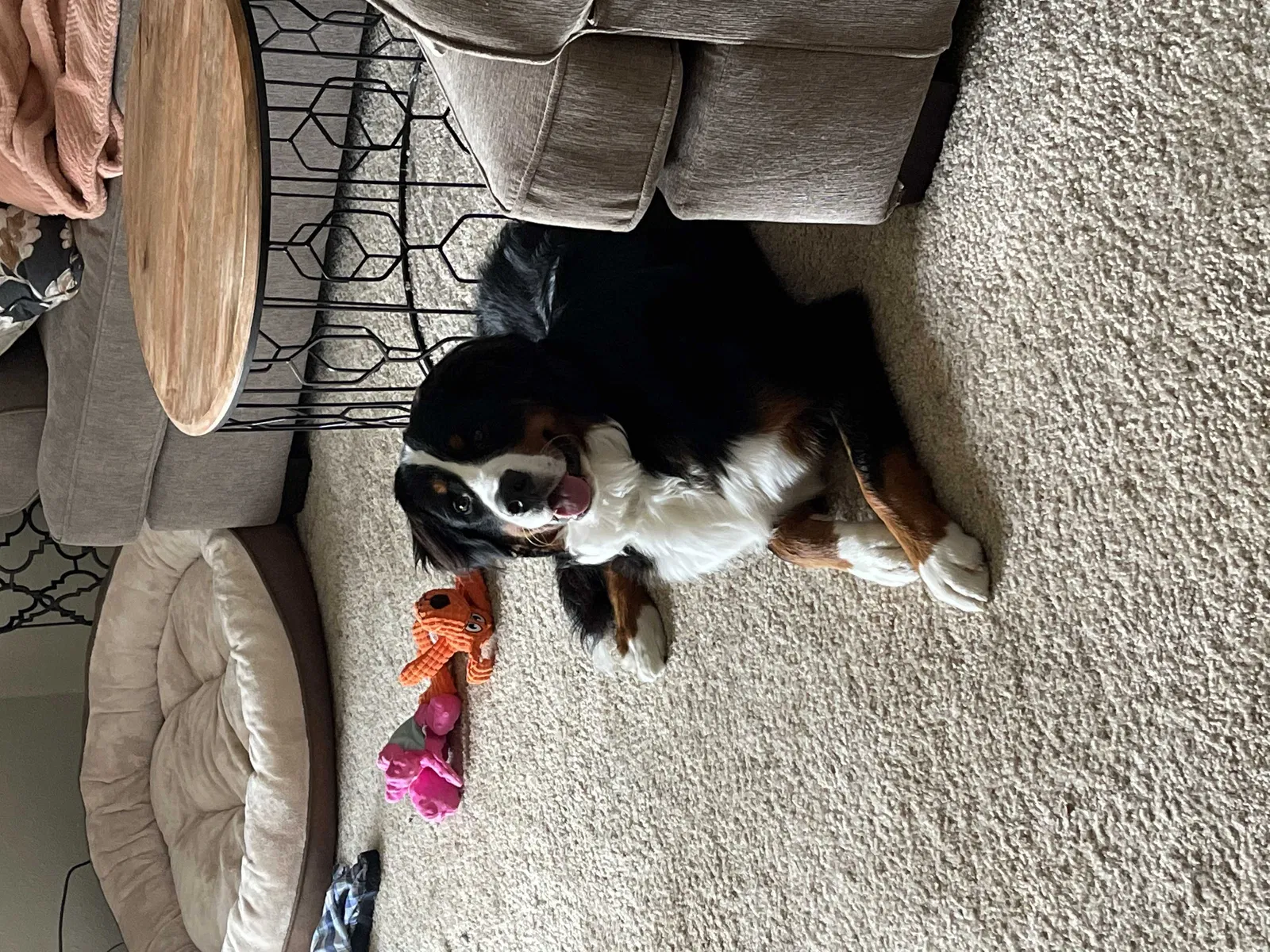 Lost dog in Pewaukee, WI, 53072