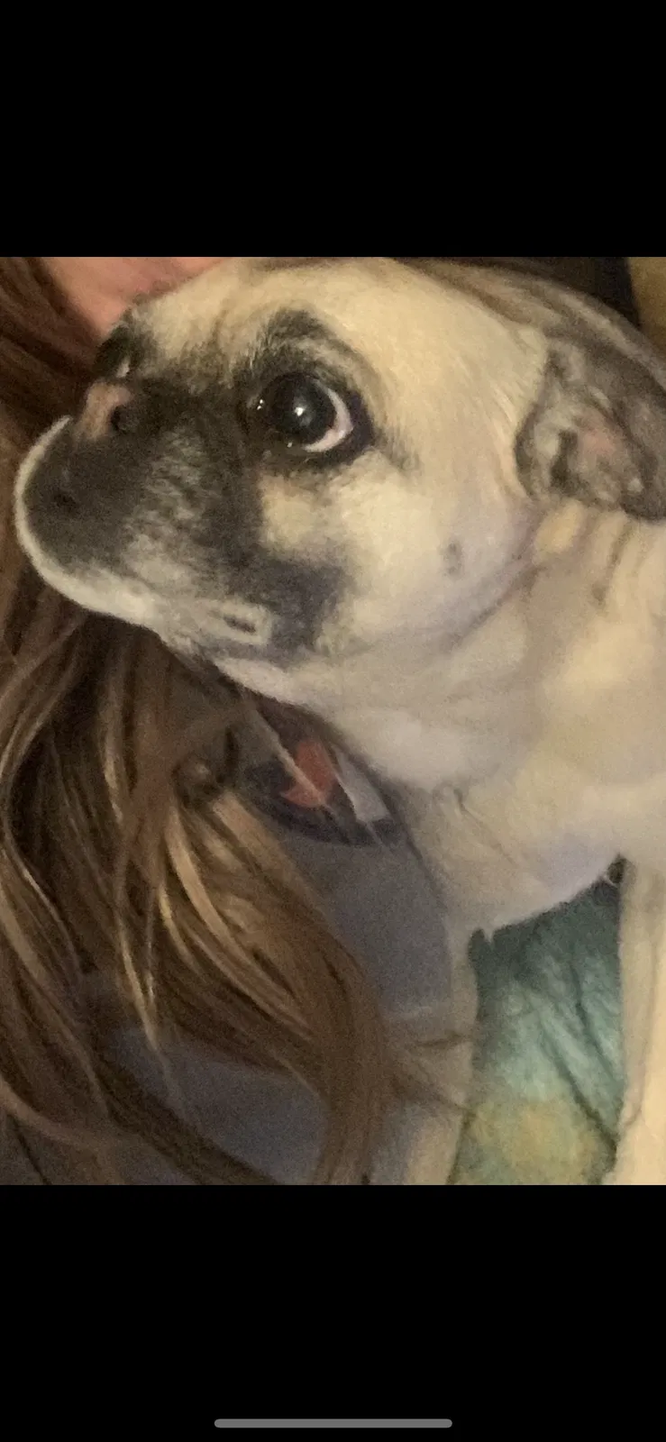Lost dog in Commerce City, CO, 80022