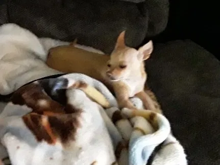 Lost dog in Lakeland, FL, 33810
