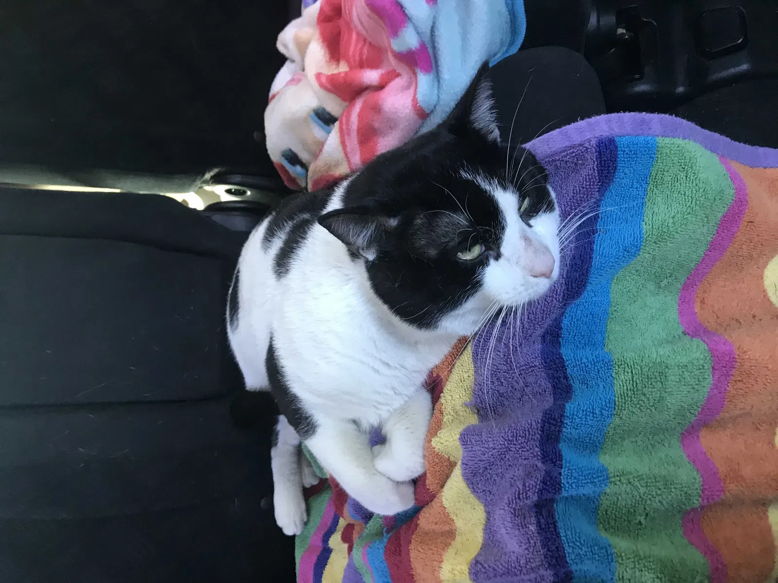 Lost cat in Newmarket, NH, 3857