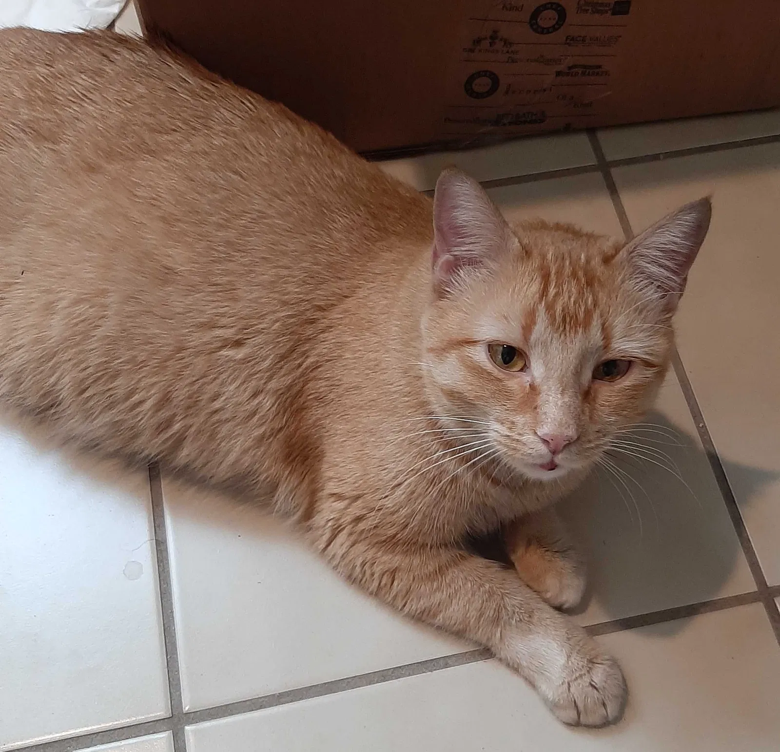 Lost cat in Las Vegas, NV, 89113