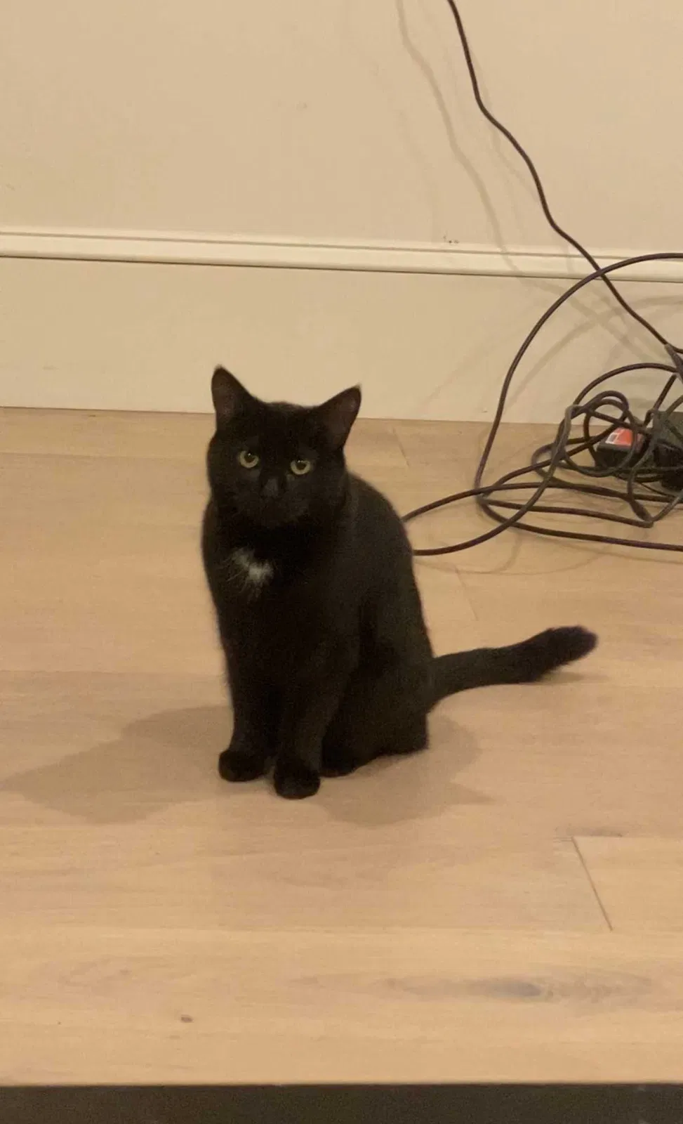 Lost cat in Dorchester, MA, 2125