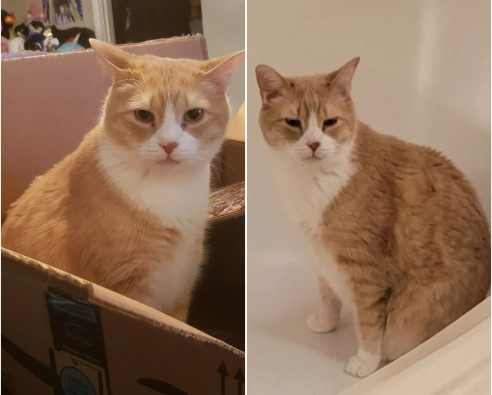 Lost cat in Denton, TX, 76207