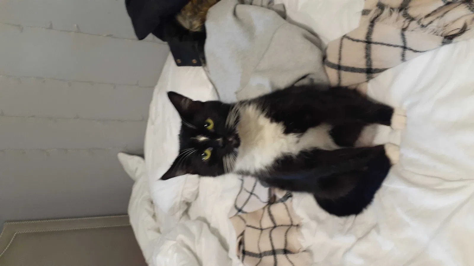 Lost cat in Revere, MA, 2151