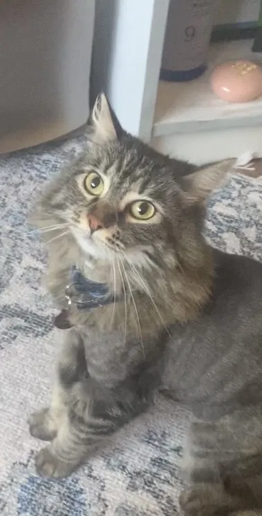 Lost cat in Walnut Creek, CA, 94598