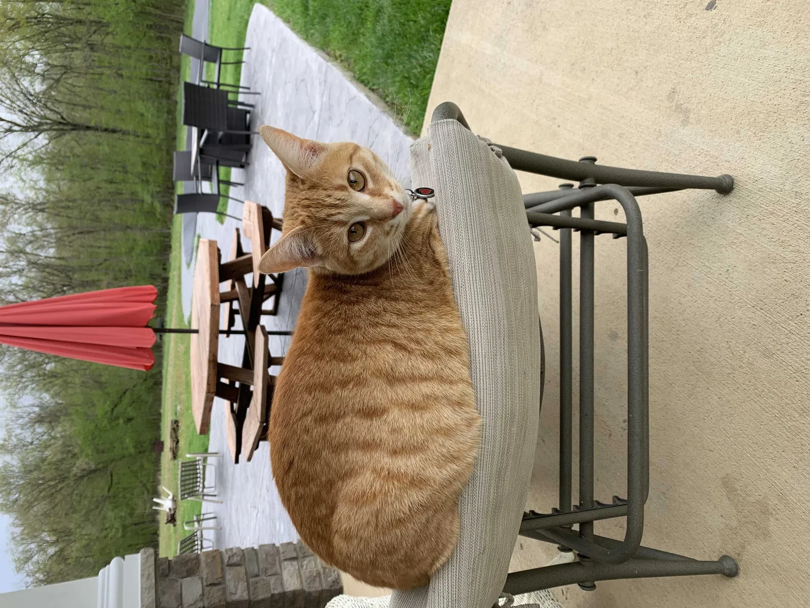 Lost cat in Manchester, MI, 48158