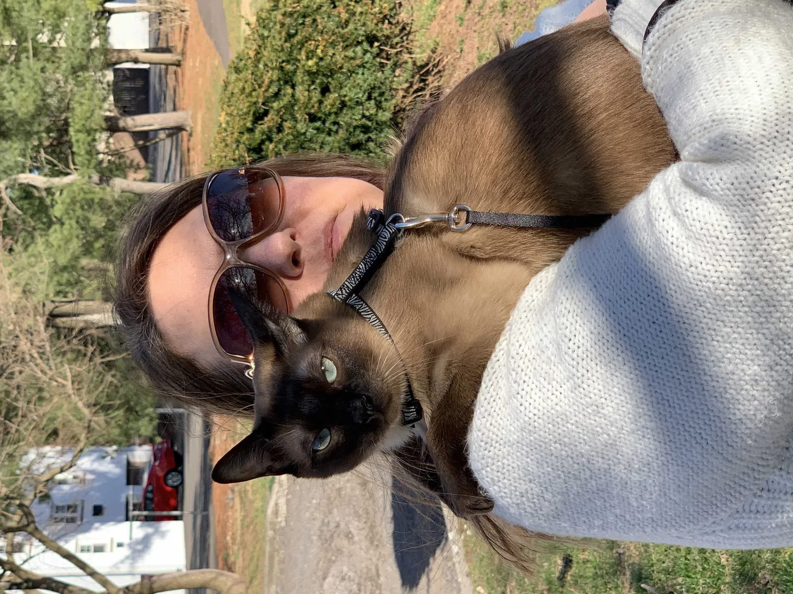 Lost cat in Pottstown, PA, 19464