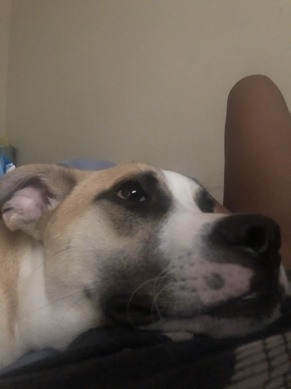 Lost dog in Lithonia, GA, 30058
