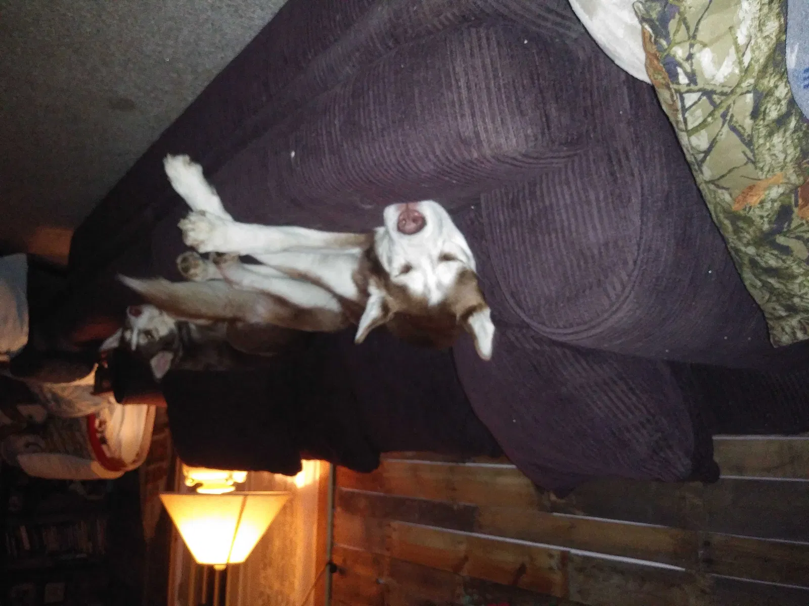 Lost dog in Gouldsboro, PA, 18424