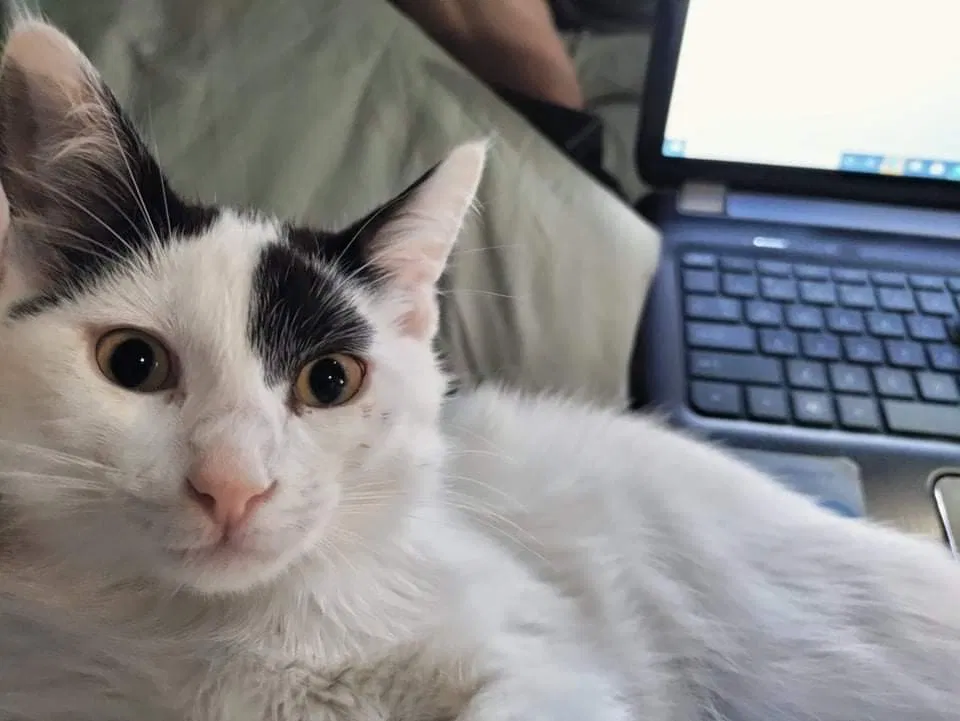 Lost cat in Munster, IN, 46321