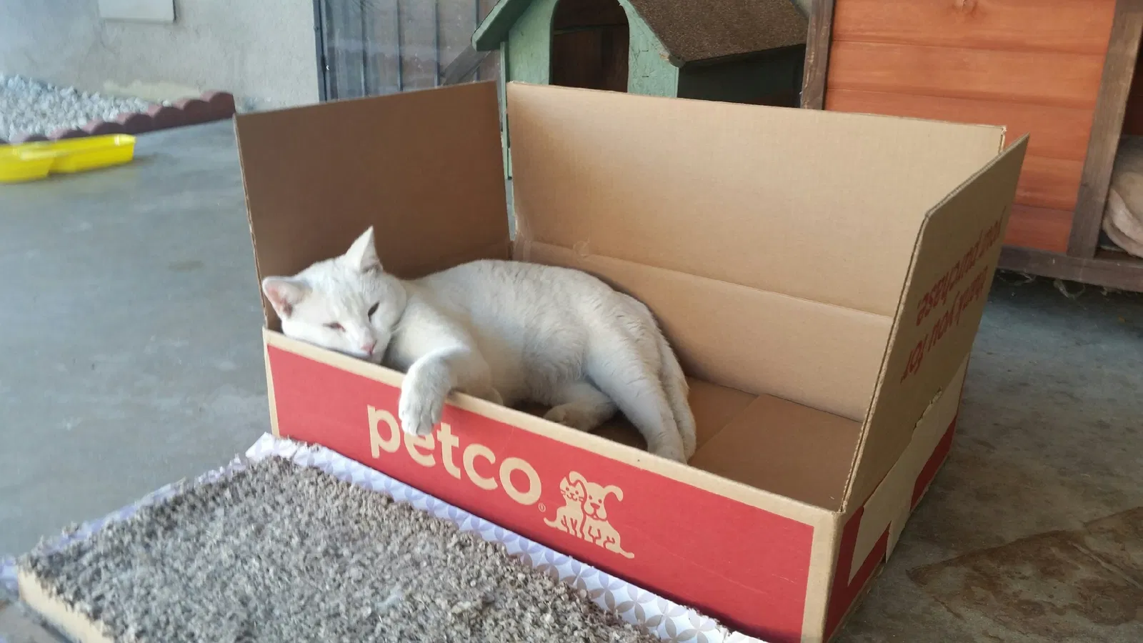 Lost cat in Fontana, CA, 92335