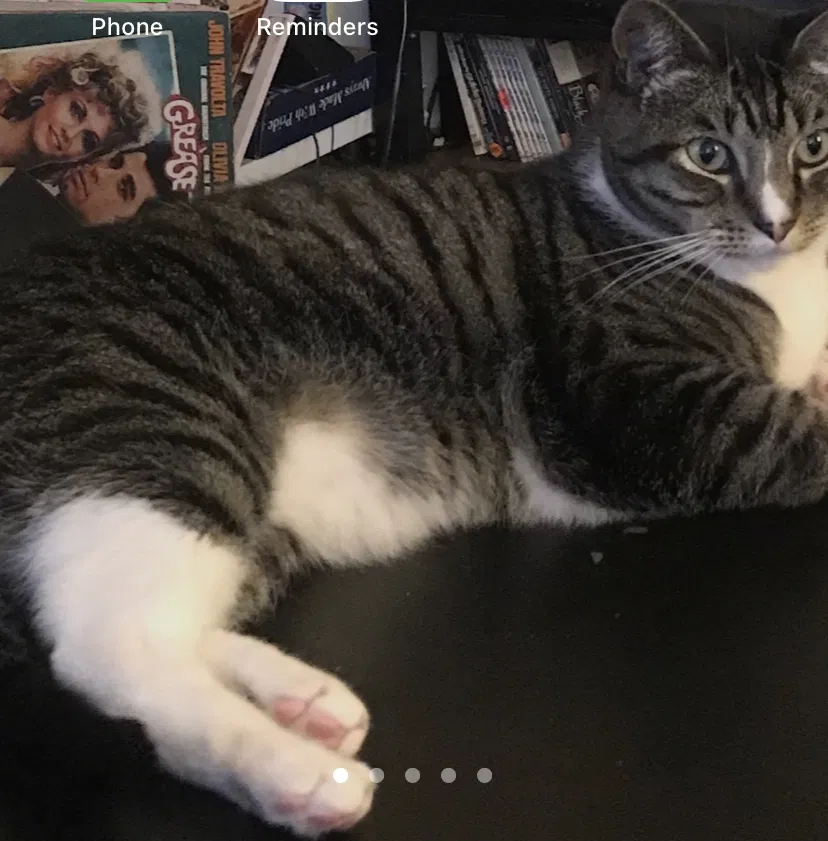 Lost cat in Los Angeles, CA, 90042