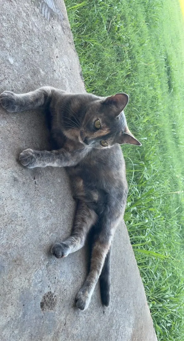 Lost cat in Allen, TX, 75002