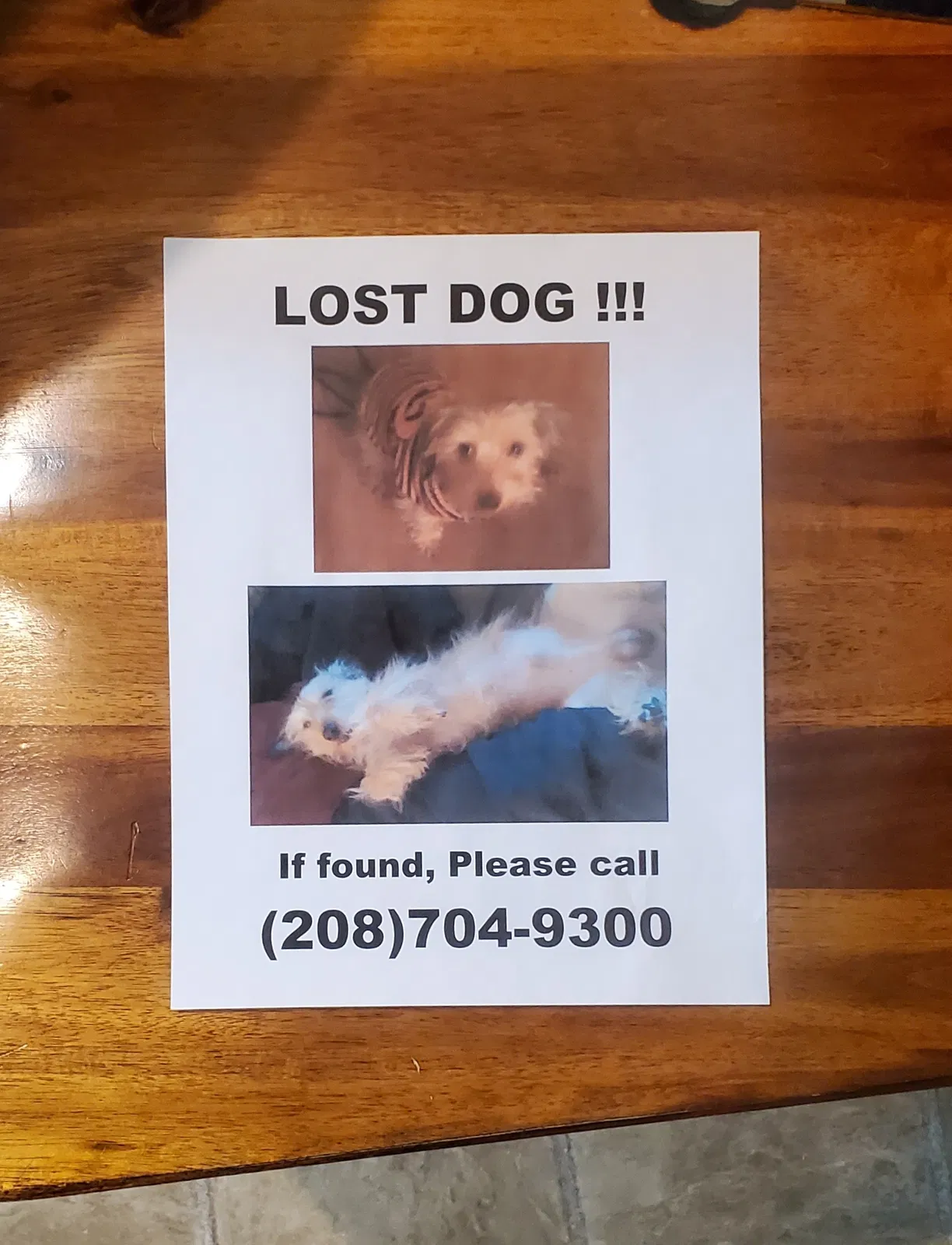 Lost dog in Coeur D Alene, ID, 83814