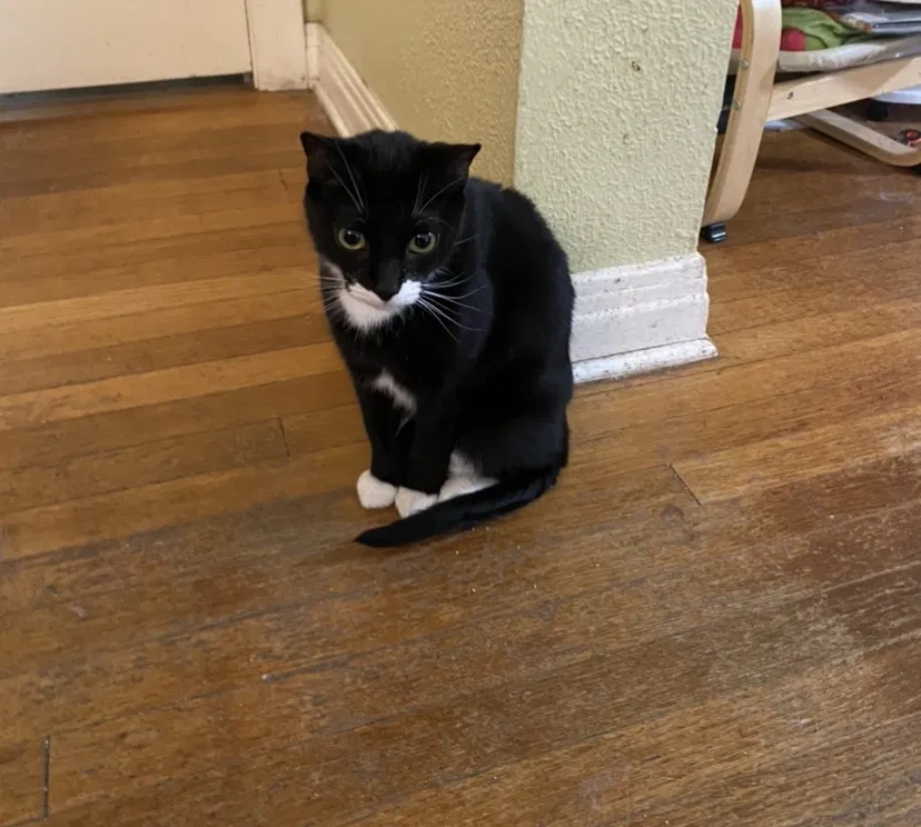 Lost cat in San Antonio, TX, 78209